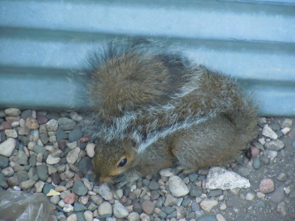 Lonely Mourning Squirrel
